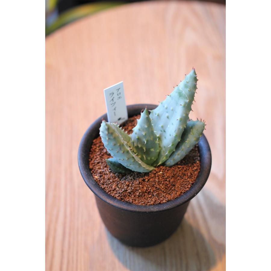 アロエ ライツィー G12 Hanauta Flowerdesign 通販 Yahoo ショッピング