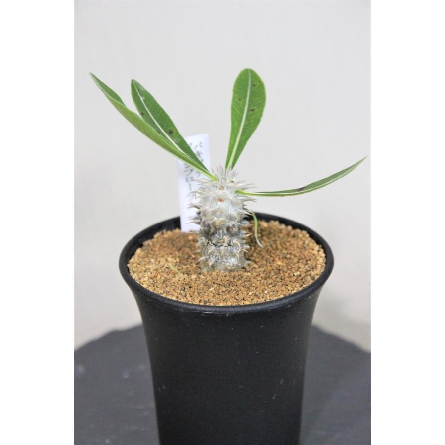 パキポディウム デンシフローラム G64 Hanauta Flowerdesign 通販 Yahoo ショッピング