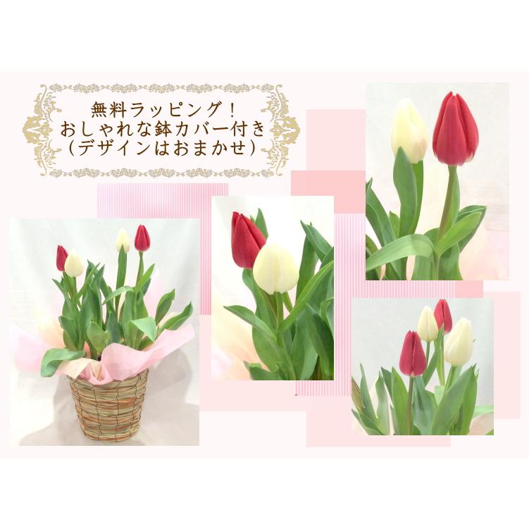 チューリップの鉢植え 5号鉢 フラワーギフト プレゼント 記念日 誕生