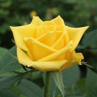 こだわりの黄バラ ゴールドラッシュ バターキャラメルなどご注文は10本から Trose300 4gold 花with Heartヤフー店 通販 Yahoo ショッピング