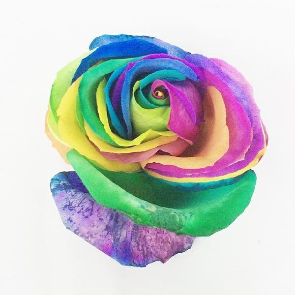 こだわりの虹色薔薇 レインボーローズご注文は10本から Trose600 Rainbow 花with Heartヤフー店 通販 Yahoo ショッピング