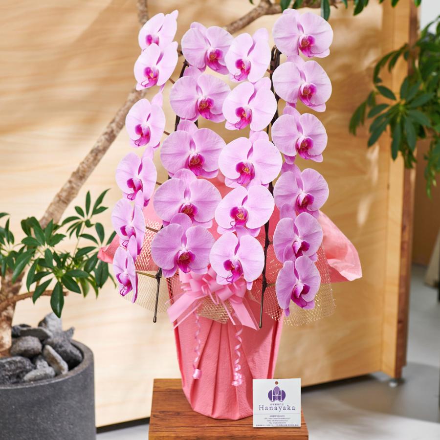 蘭② 2本 fortunesaltzman-5_0001.jpg