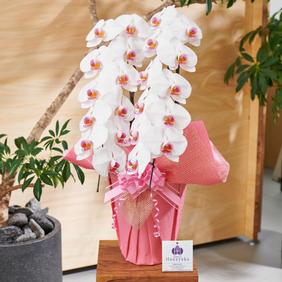 蘭② 2本 2本立ちの胡蝶蘭の通販 | HitoHana（ひとはな）