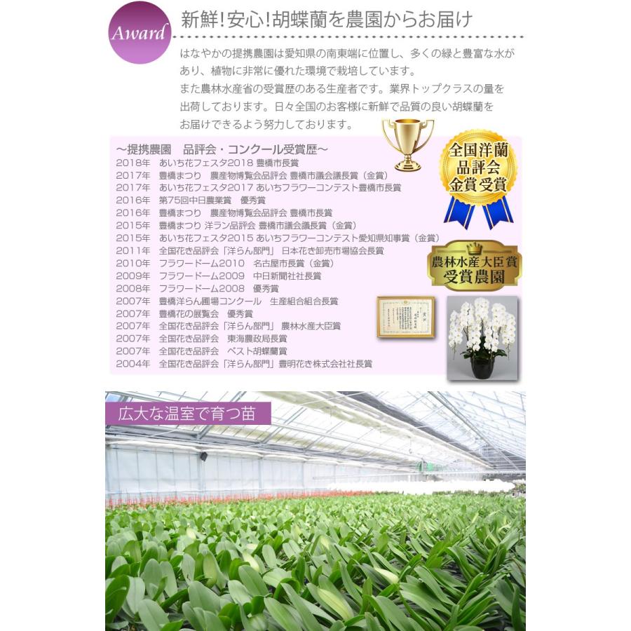 MIYABI 胡蝶蘭大輪3本立ち 24輪以上 彩り豊富な胡蝶蘭 10色展開 青 緑 オレンジ 黄色 紫 ブルー パープルの画像