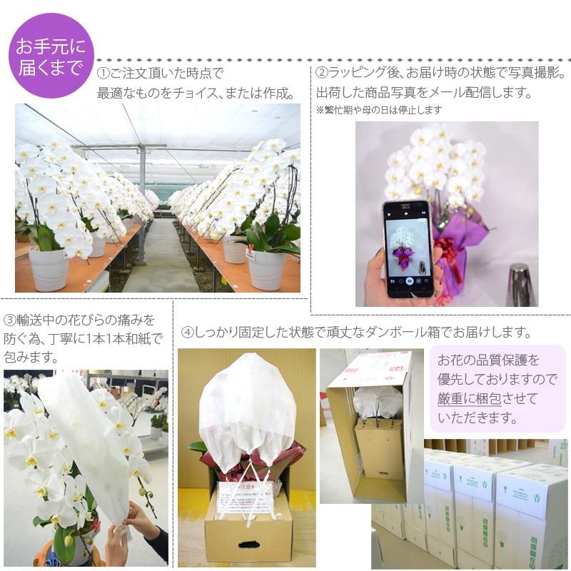 MIYABI 胡蝶蘭大輪3本立ち 24輪以上 彩り豊富な胡蝶蘭 10色展開 青 緑 オレンジ 黄色 紫 ブルー パープルの画像