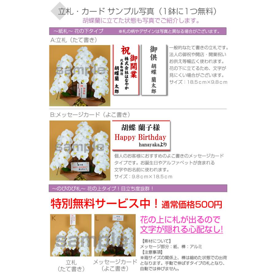 MIYABI 胡蝶蘭大輪3本立ち 24輪以上 彩り豊富な胡蝶蘭 10色展開 青 緑 オレンジ 黄色 紫 ブルー パープルの画像