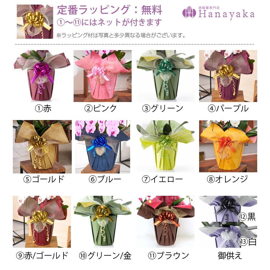 MIYABI 胡蝶蘭大輪3本立ち 24輪以上 彩り豊富な胡蝶蘭 10色展開 青 緑 オレンジ 黄色 紫 ブルー パープルの画像