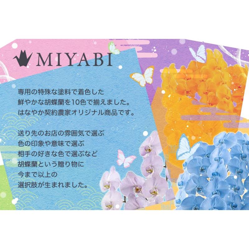 MIYABI 胡蝶蘭大輪3本立ち 24輪以上 彩り豊富な胡蝶蘭 10色展開 青 緑 オレンジ 黄色 紫 ブルー パープルの画像