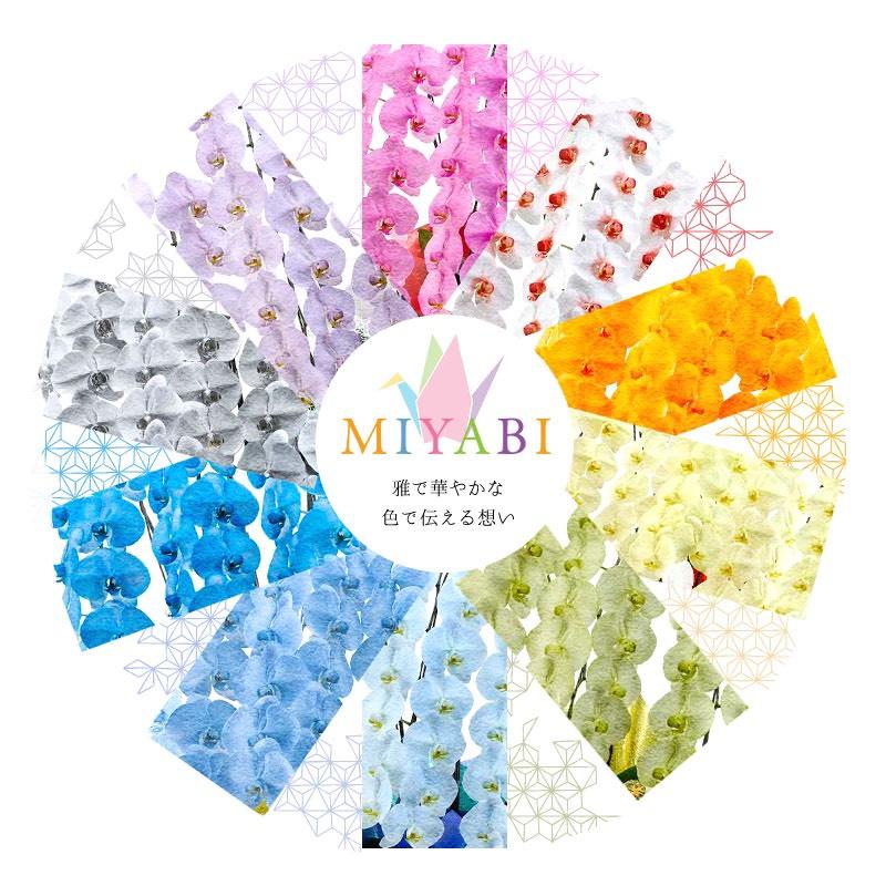 MIYABI 胡蝶蘭大輪3本立ち 24輪以上 彩り豊富な胡蝶蘭 10色展開 青 緑 オレンジ 黄色 紫 ブルー パープルの画像