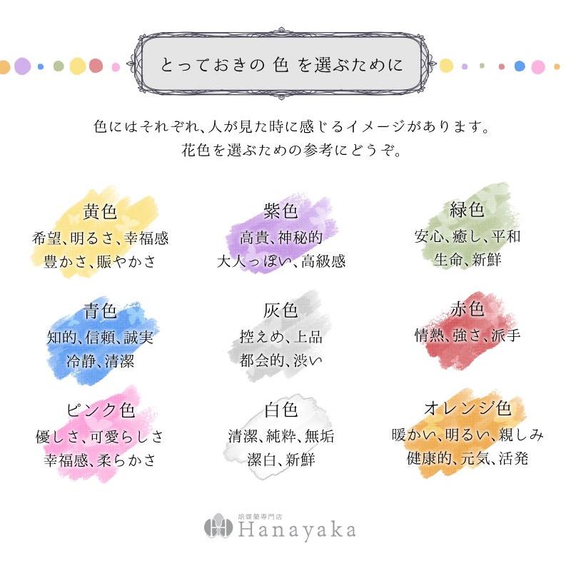 MIYABI 胡蝶蘭大輪3本立ち 24輪以上 彩り豊富な胡蝶蘭 10色展開 青 緑 オレンジ 黄色 紫 ブルー パープルの画像