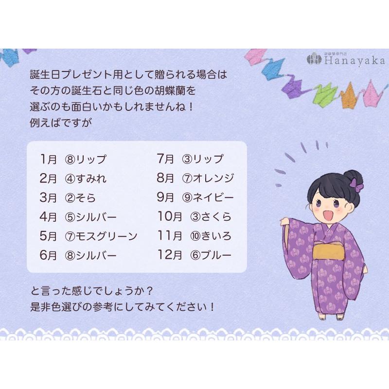 MIYABI 胡蝶蘭大輪3本立ち 24輪以上 彩り豊富な胡蝶蘭 10色展開 青 緑 オレンジ 黄色 紫 ブルー パープルの画像