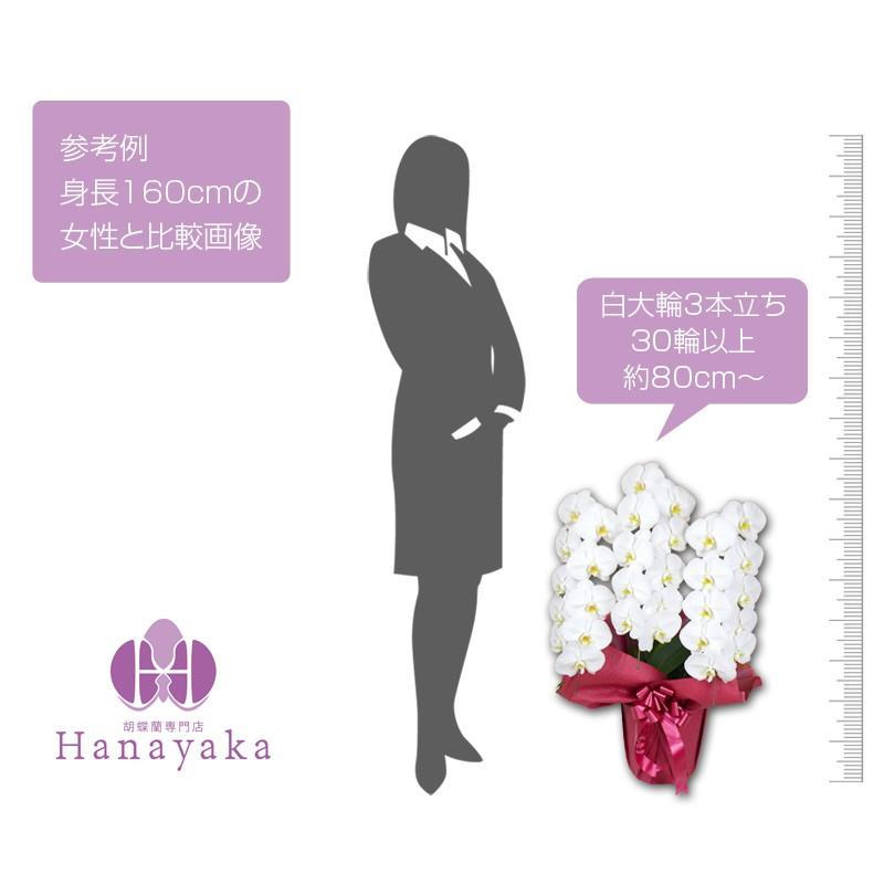 胡蝶蘭 ポイント2倍! 大輪 3本立ち 30輪以上 つぼみ込 ギフト プレゼント お祝い 花 鉢花 開院 開店 開業 就任 祝い 誕生日 内祝 お供 :10310:胡蝶蘭専門店はなやか - 通販 - Yahoo!ショッピング 胡蝶蘭 ポイント2倍! 大輪 3本立ち 30輪以上 つぼみ込 ギフト プレゼント お祝い 花 鉢花 開院 開店 開業 就任 祝い 誕生日 内祝 お供 :10310:胡蝶蘭専門店はなやか - 通販 - Yahoo!ショッピング