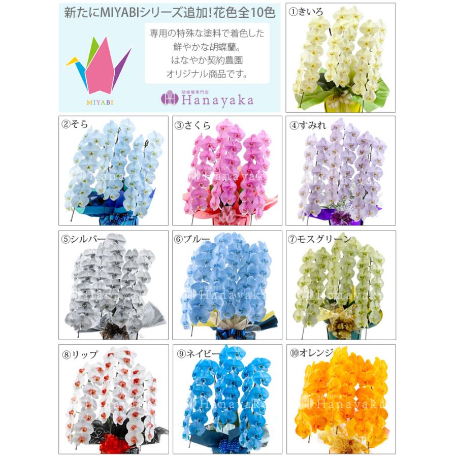 MIYABI 胡蝶蘭大輪3本立ち 30輪以上 彩り豊富な胡蝶蘭 10色展開 青 緑