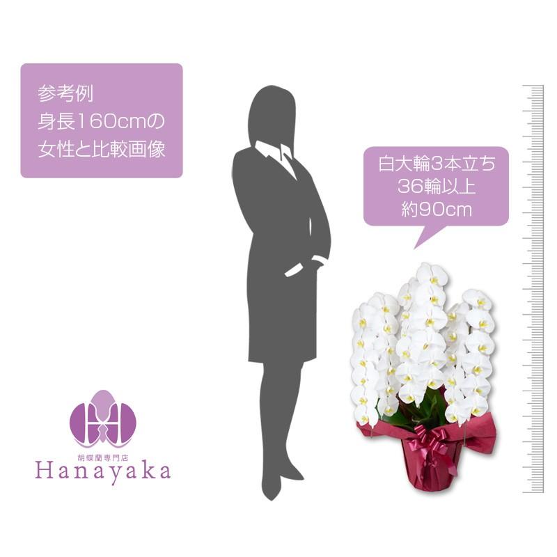 胡蝶蘭 ポイント11倍 大輪 3本立ち 36輪以上 つぼみ込み お祝い ギフト  プレゼント  花  鉢花 開院 開店 開業  誕生日 お供 当選祝い |  | 13