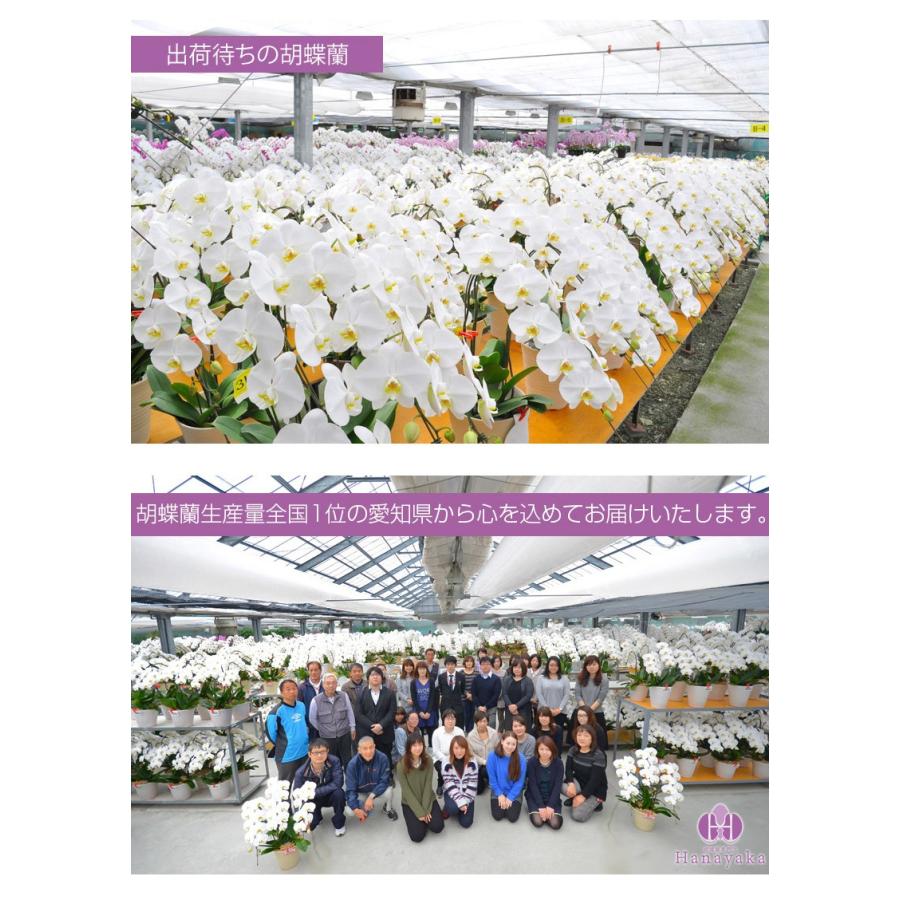 胡蝶蘭 ポイント11倍 大輪 3本立ち 36輪以上 つぼみ込み お祝い ギフト  プレゼント  花  鉢花 開院 開店 開業  誕生日 お供 当選祝い |  | 15