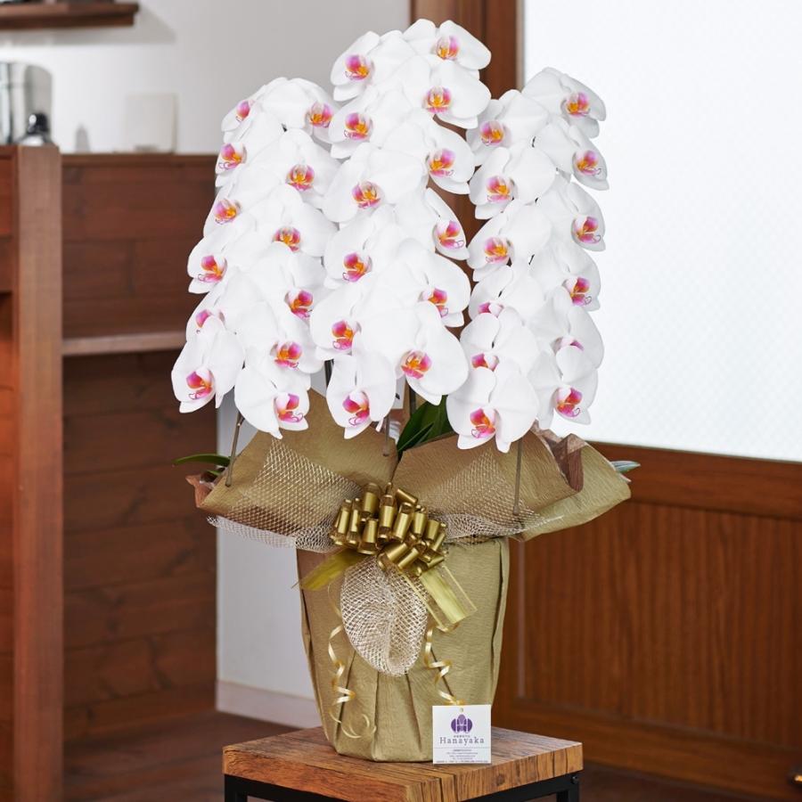 胡蝶蘭 ポイント11倍 大輪 3本立ち 36輪以上 つぼみ込み お祝い ギフト  プレゼント  花  鉢花 開院 開店 開業  誕生日 お供 当選祝い |  | 06