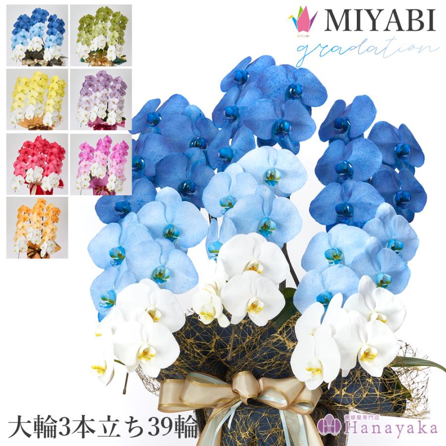 胡蝶蘭 MIYABI グラデーション 大輪3本立ち 39輪以上【平日昼12時迄の