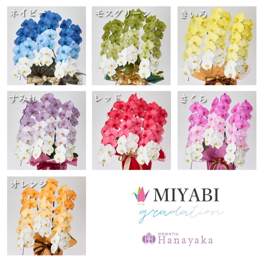 胡蝶蘭 MIYABI グラデーション 大輪3本立ち 39輪以上【平日昼12時迄の