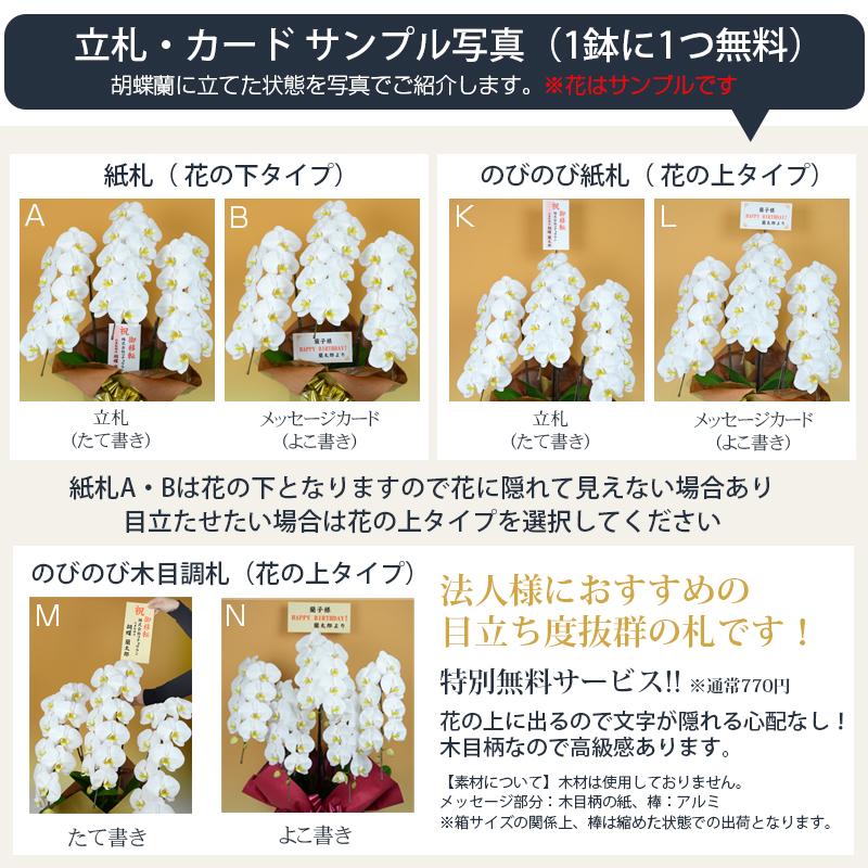 胡蝶蘭 大輪 3本立ち 42輪以上 つぼみ込み お祝い ギフト プレゼント