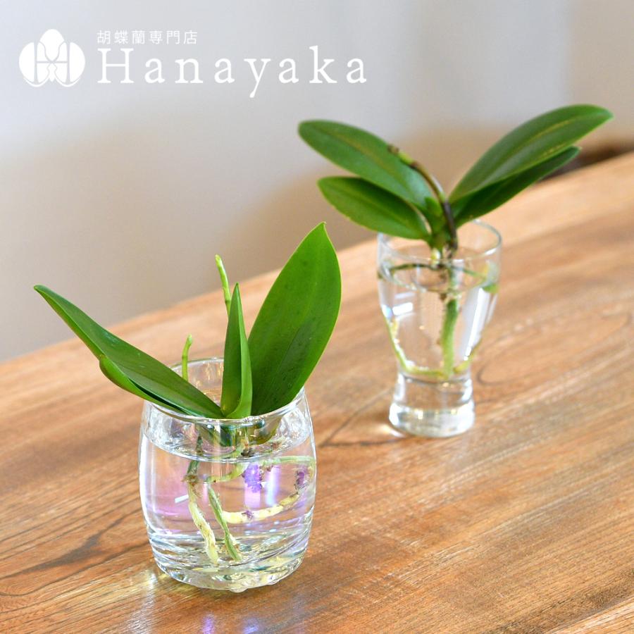 胡蝶蘭 花芽苗 Aqua orchid 【アクアパック】水耕栽培　(ポスト投函タイプ)　アクアオーキッド お手軽な胡蝶蘭 苗 ご自宅用に（Yahoo!・胡蝶蘭専門店はなやか）