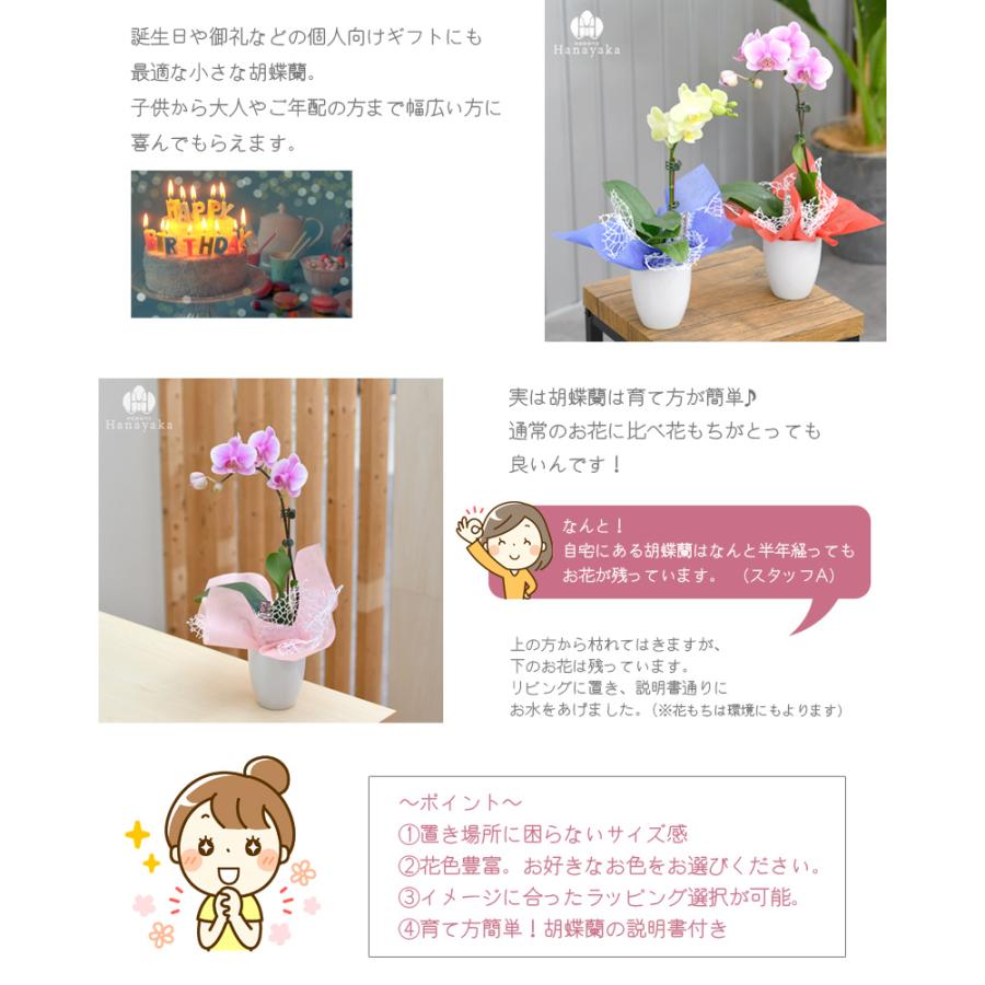 胡蝶蘭 カララL（ミニミディ） 1本立ち ラッピングリニューアル