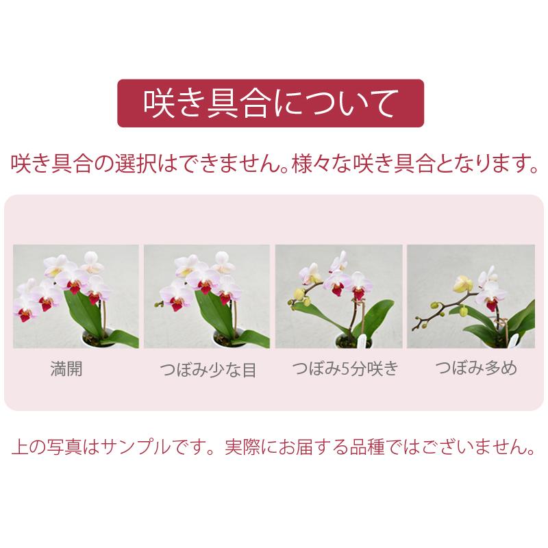 胡蝶蘭 カララL（ミニミディ） 1本立ち ラッピングリニューアル