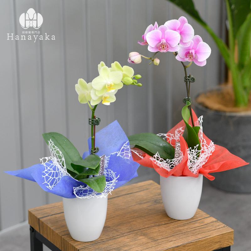 【tomo】バッチフラワー クランベリー ブラックカラント 8個セット 楽天市場】【お買い物マラソン最大2222円クーポン配布中】木製