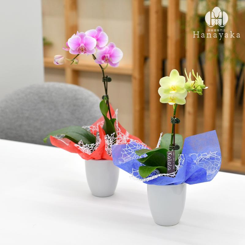 胡蝶蘭 カララL（ミニミディ） 1本立ち ラッピングリニューアル