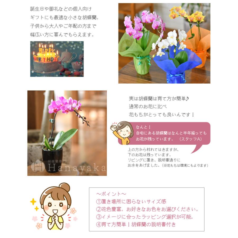 胡蝶蘭 カララ ミニミディ 2本立ち ラッピング メッセージカード付き 鉢花 ギフト 花 誕生日 プレゼント 蘭 贈り物 開店祝い お祝い Kg 405 胡蝶蘭専門店はなやか 通販 Yahoo ショッピング
