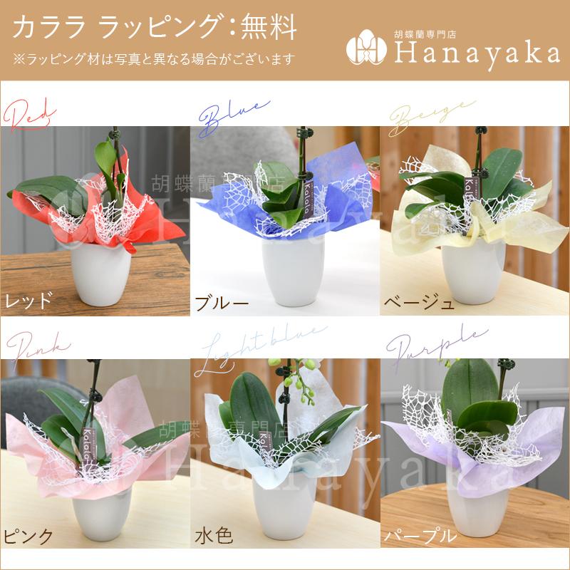 胡蝶蘭 ※現在1輪開花〜　カララL（ミニミディ） 2本立ち ラッピング、カード無料！鉢花 ギフト 誕生日 プレゼント 開店祝い  お祝い お供え※KG |  | 02