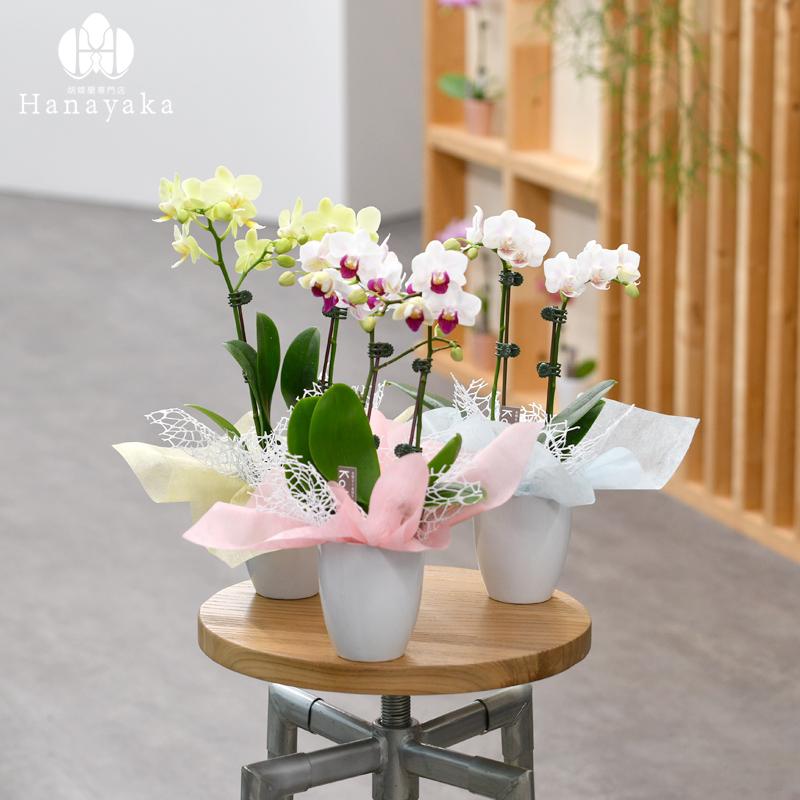 O0912 新品 お仕立て上がり 胡蝶蘭 正絹 袋帯 袋帯 帯 正絹 成人式 結婚式 お仕立て上がり チャコールグレー 紅樺色