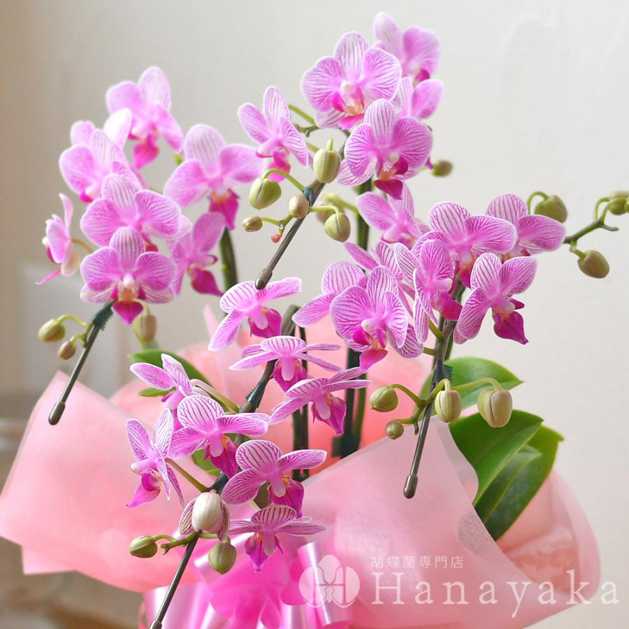 胡蝶蘭 カララL（ミニミディ） 4本立ち ラッピング、カード無料 ギフト 誕生日 プレゼント 贈り物 開店祝い  お祝い お供え フラワー※KG |  | 06