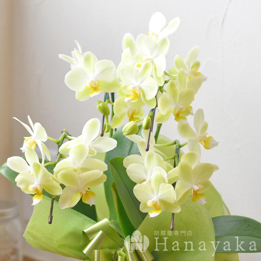 胡蝶蘭 カララL（ミニミディ） 4本立ち ラッピング、カード無料 ギフト 誕生日 プレゼント 贈り物 開店祝い  お祝い お供え フラワー※KG |  | 07