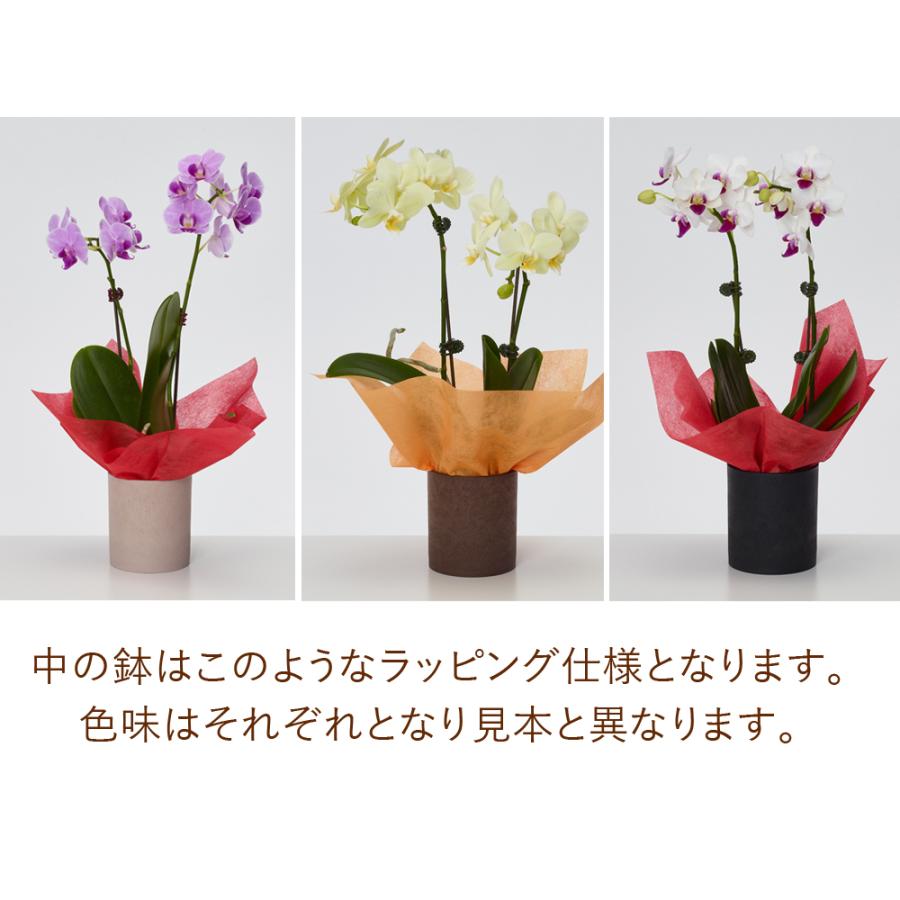 おとりわけ胡蝶蘭 カララL（ミディ）8本立ち※2本立ち×4鉢入り 胡蝶蘭