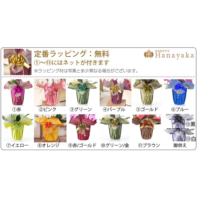 胡蝶蘭 大輪 1本立ち6輪以上  胡蝶蘭 ギフト プレゼント お祝い 花 フラワー 鉢花 開院 開店 開業 開園 祝い 誕生日 内祝 お供 仏花 敬老の日 |  | 02