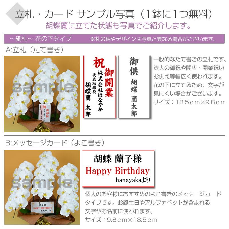 胡蝶蘭 大輪 1本立ち6輪以上  胡蝶蘭 ギフト プレゼント お祝い 花 フラワー 鉢花 開院 開店 開業 開園 祝い 誕生日 内祝 お供 仏花 敬老の日 |  | 03