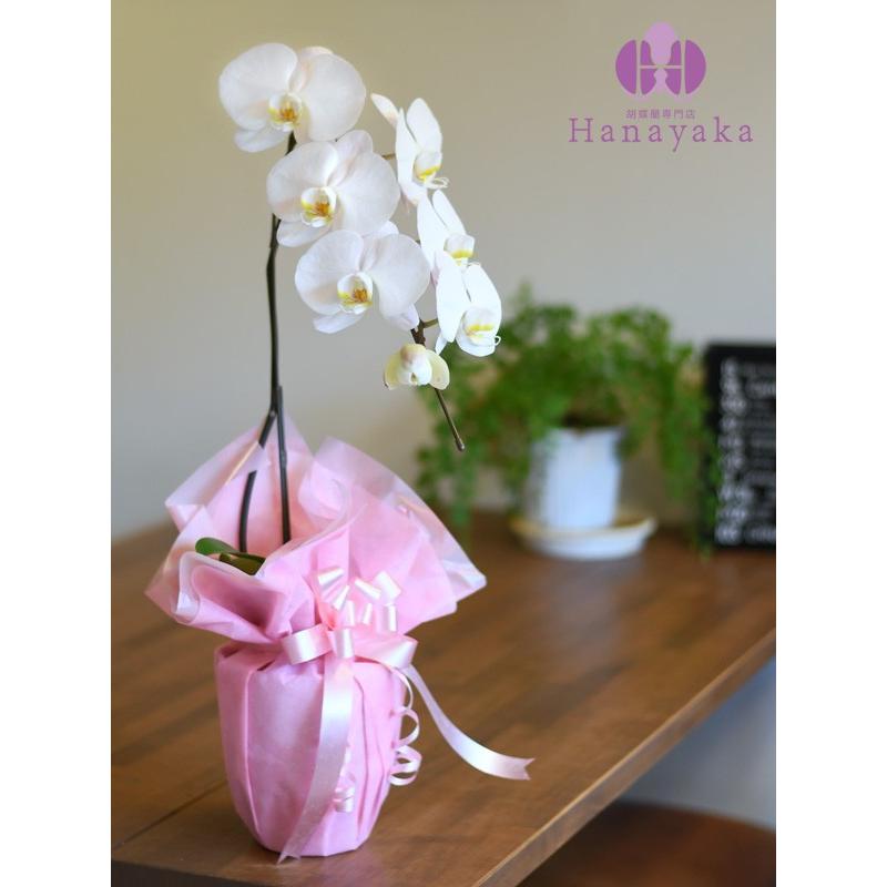 胡蝶蘭 大輪 1本立ち6輪以上  胡蝶蘭 ギフト プレゼント お祝い 花 フラワー 鉢花 開院 開店 開業 開園 祝い 誕生日 内祝 お供 仏花 敬老の日 |  | 07