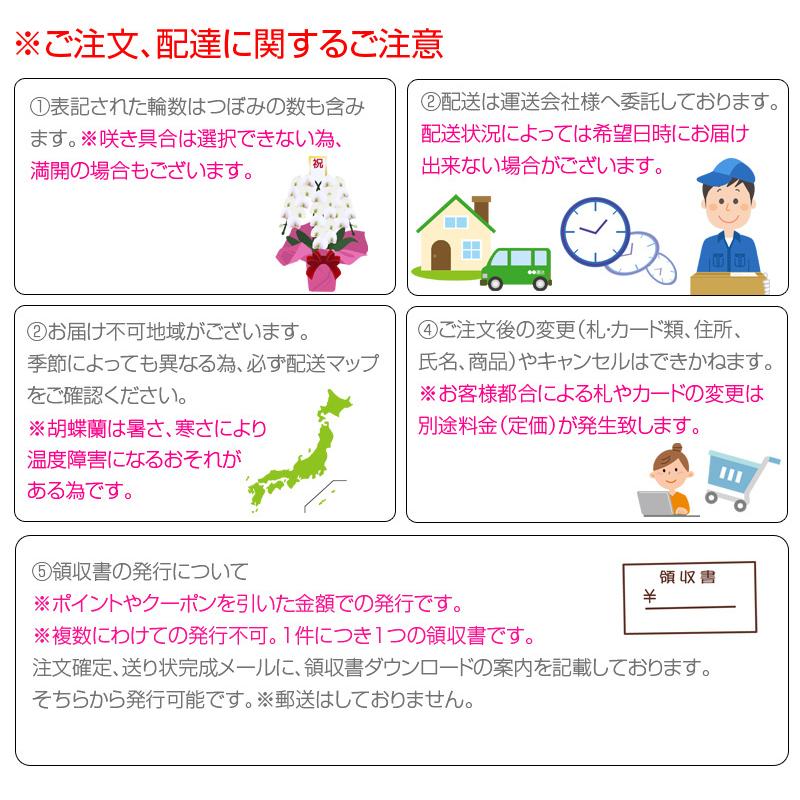 胡蝶蘭 大輪 2本立ち12輪以上 コンパクトな胡蝶蘭 ギフト プレゼント お祝い 花 フラワー 鉢花 開院 開店 開業 開園 祝い 誕生日 内祝 お供 仏花 506 胡蝶蘭専門店はなやか 通販 Yahoo ショッピング