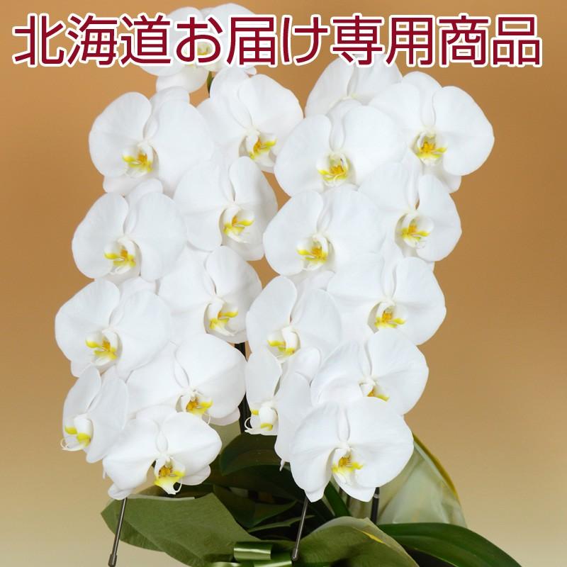 北海道お届け専用】胡蝶蘭 白大輪 2本立ち 18輪以上 ※4〜5輪咲き 送料