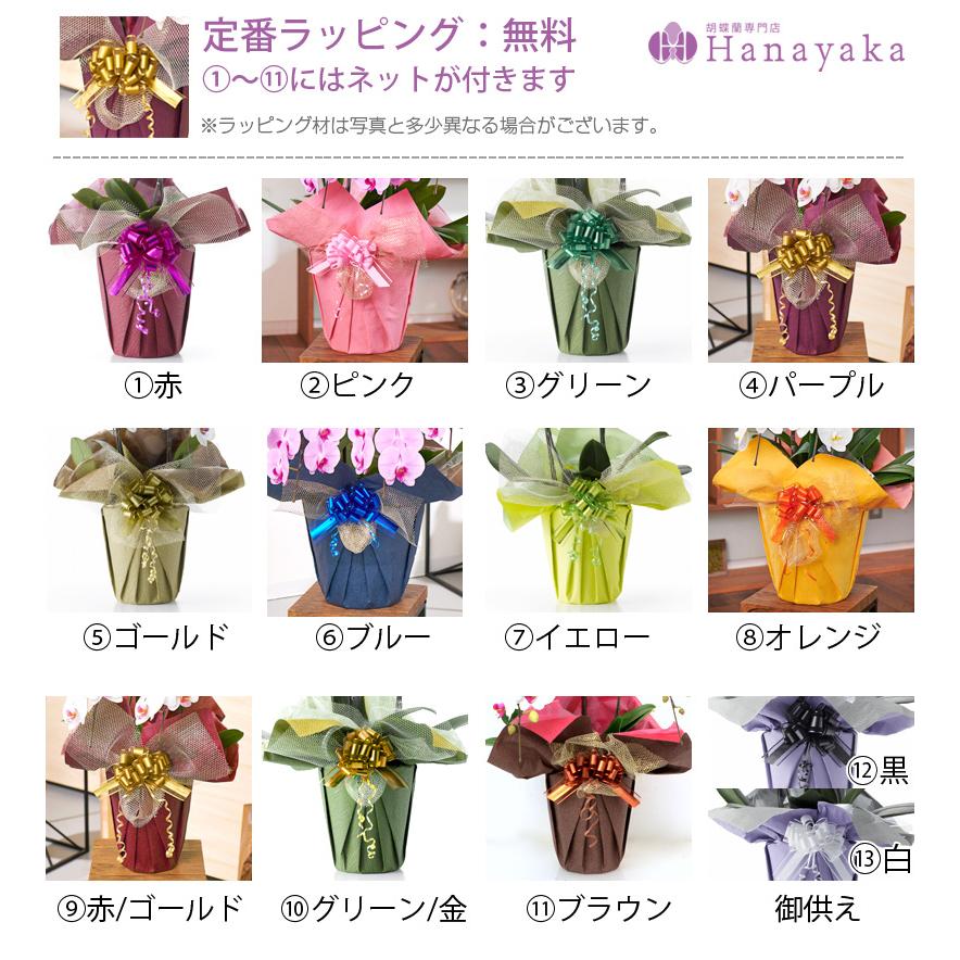 胡蝶蘭 大輪 1本立ち9輪以上 つぼみ込み お祝い ギフト 誕生日