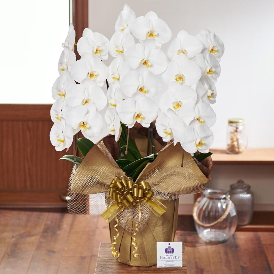 胡蝶蘭 3本立ち 27輪以上 蕾込み ギフト プレゼント お祝い 花 フラワー 開院 開店 開業 祝い お供  母の日　D2 |  | 07