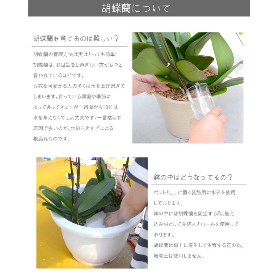 胡蝶蘭 3本立ち 27輪以上 蕾込み ギフト プレゼント お祝い 花 フラワー 開院 開店 開業 祝い お供  母の日　D2 |  | 16