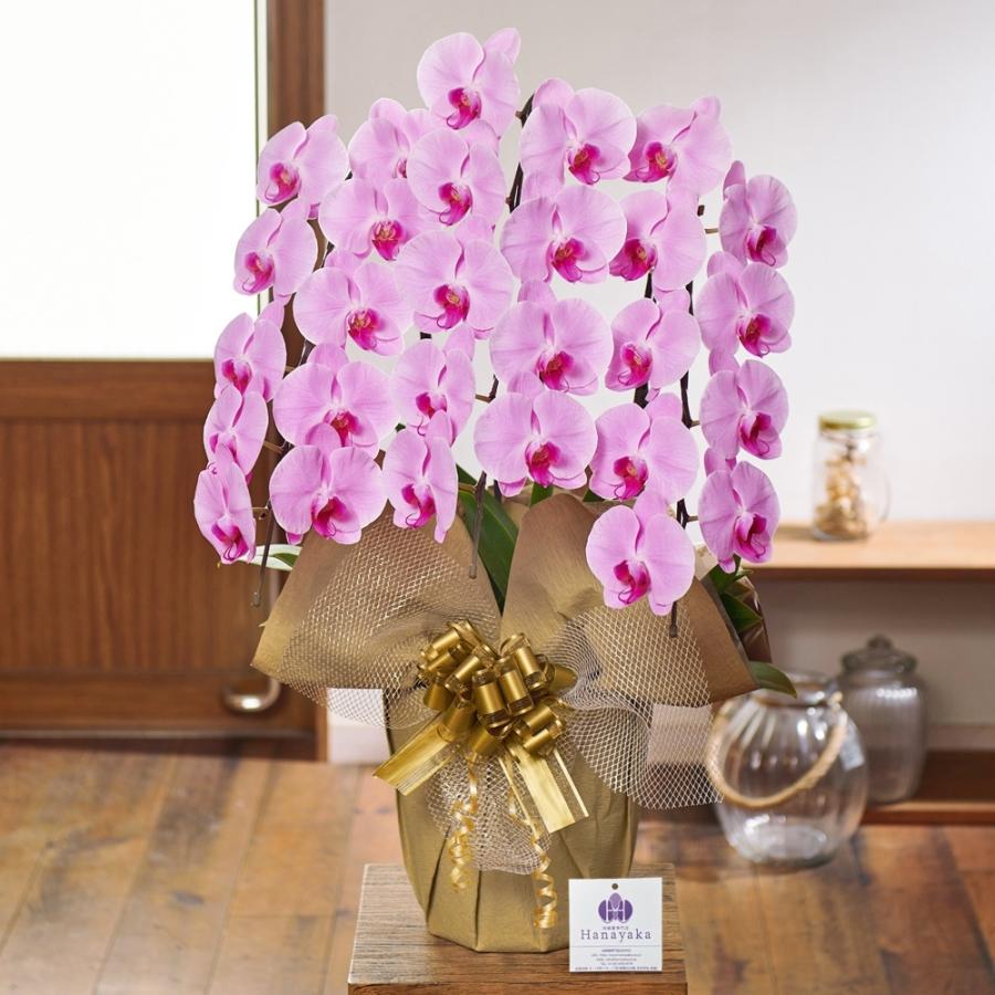 8580円 高級品市場 胡蝶蘭 3本立ち 27輪以上 蕾込み ギフト プレゼント お祝い 花 フラワー 開院 開店 開業 祝い 誕生日 内祝 お供