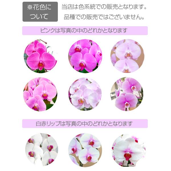 胡蝶蘭 ポイント10倍 2000円分還元 大輪 3本立ち 33輪以上 蕾込 花上木札無料！ お祝い 花 開店 開業 就任祝い お供 敬老の日 ギフト_10