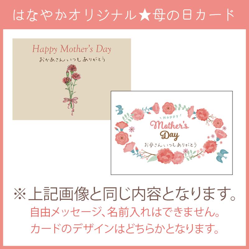 胡蝶蘭 ポイント10倍 2000円分還元 大輪 3本立ち 33輪以上 蕾込 花上木札無料！ お祝い 花 開店 開業 就任祝い お供 敬老の日 ギフト_13