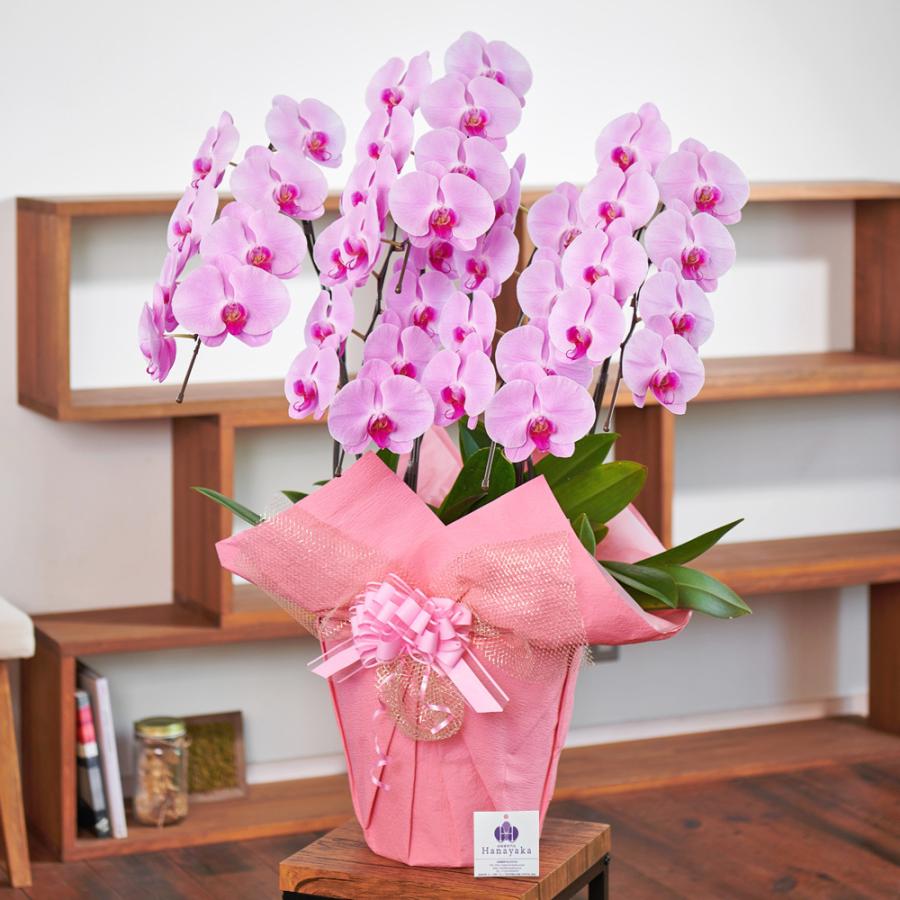 胡蝶蘭 大輪 5本立ち 40輪以上 つぼみ込み ギフト プレゼント