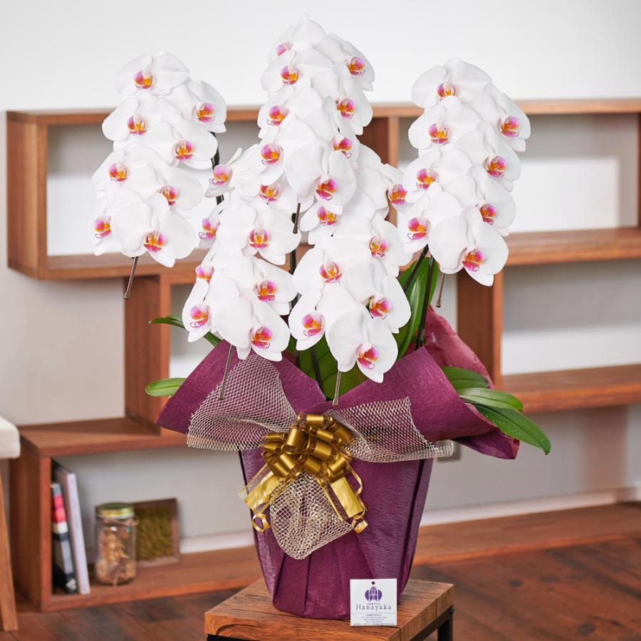胡蝶蘭 大輪 5本立ち 40輪以上 つぼみ込み ギフト プレゼント お祝い
