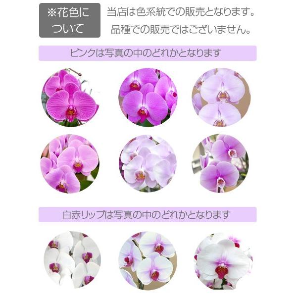 白 胡蝶蘭 大輪 5本立ち 40輪 つぼみあり 胡蝶蘭 大輪 5本立ち 40輪以上 つぼみ込み ギフト プレゼント