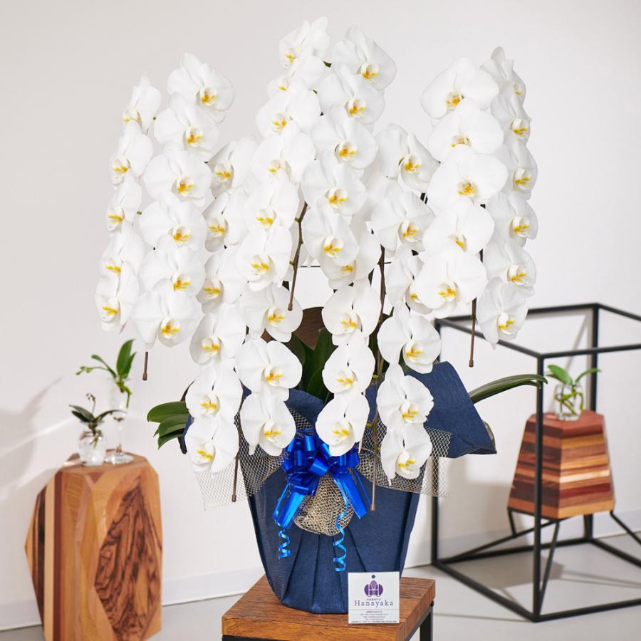 胡蝶蘭　生花　花鉢　ロング５本立ち 胡蝶蘭5本立ち_通常 | ギフトショップ【ジャンクリモール】相談出来る