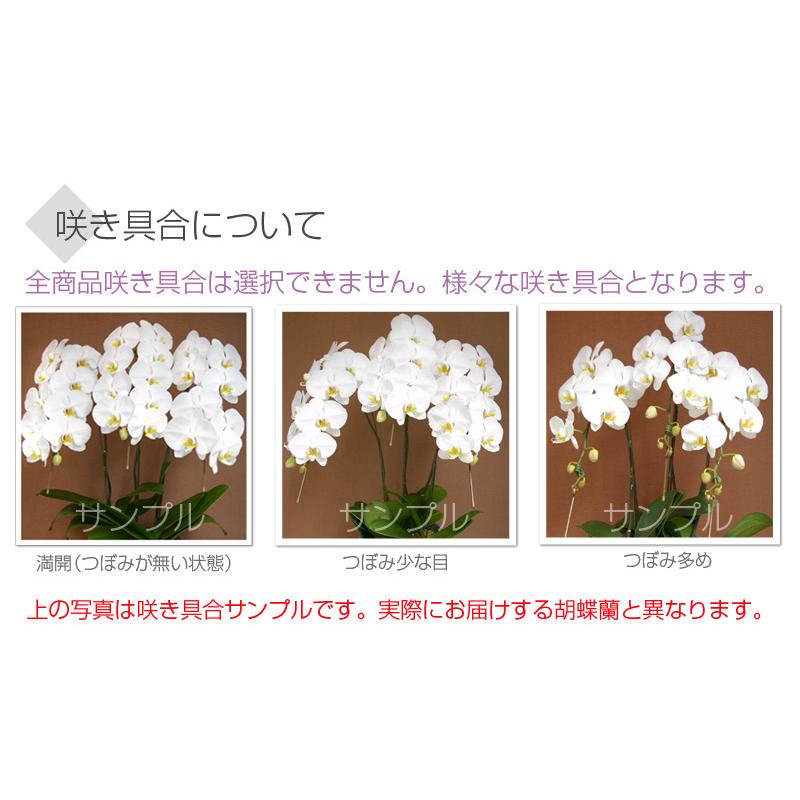 胡蝶蘭 ポイント5倍 大輪 5本立ち 55輪以上（蕾込み）画像配信あり